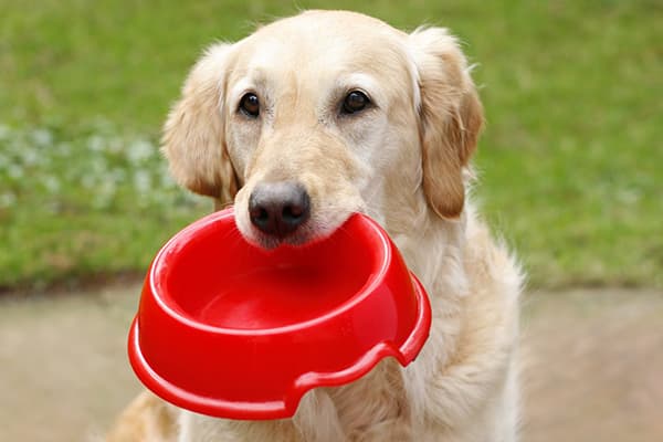 Ein Hund hält seinen Futternapf in den Zähnen
