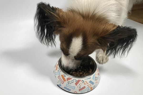 Ein Hund frisst Futter aus einem Napf