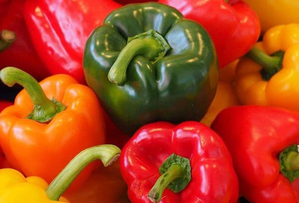 Frische Paprika