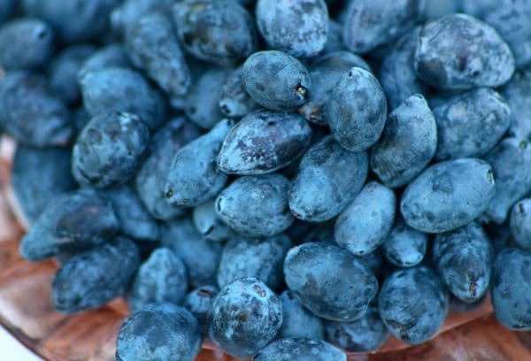 Blaue Beeren