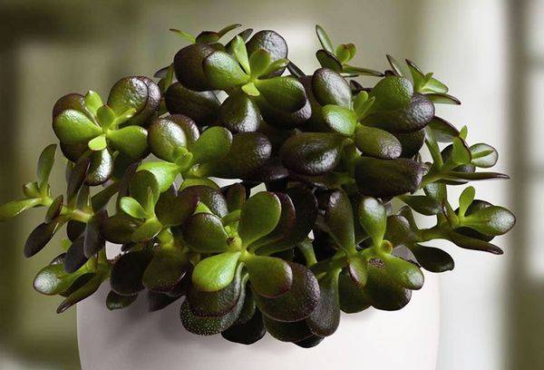 Crassula ovata, auch Geldbaum genannt