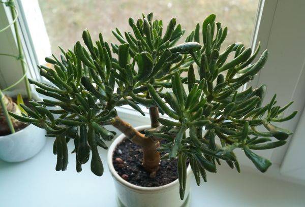 Crassula Hobbit