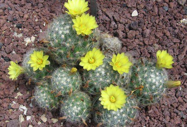 Mammillaria baumii