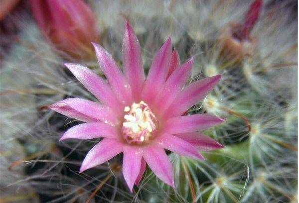 Foto Mammillaria bocasana