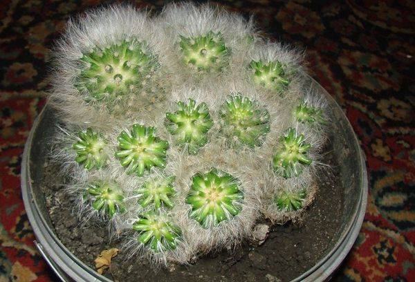 Mammillaria bocasana