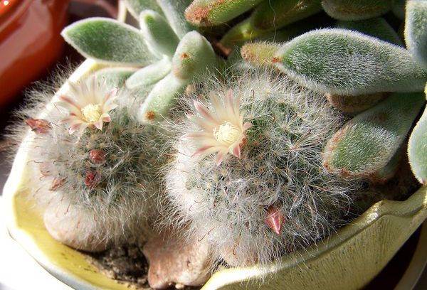 Krankheiten der Mammillaria
