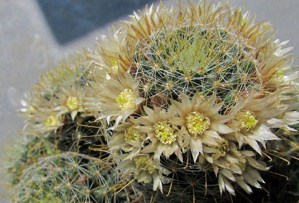 Mammillaria wildii