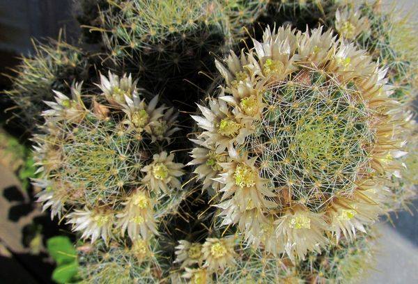Mammillaria wildii