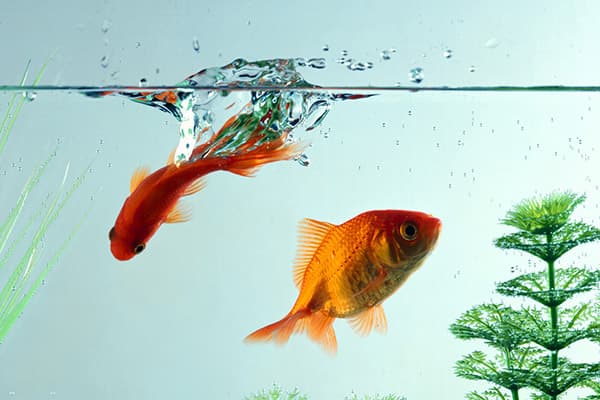 Goldfische im Aquarium