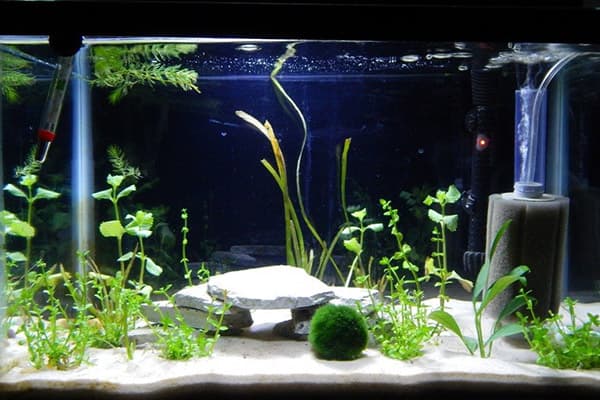 Boden und Algen im Aquarium