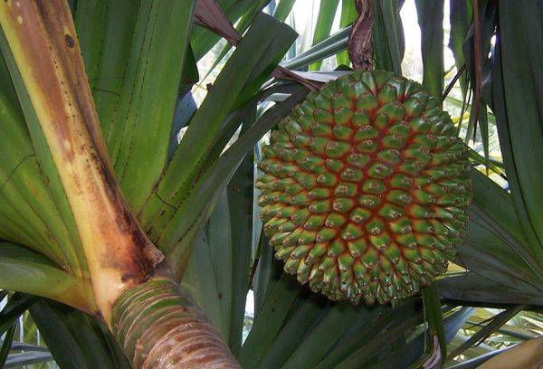 Pandanus utilis