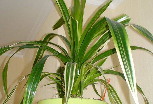 Pandanus Veitchii