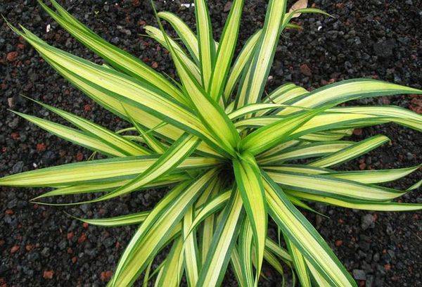 Pandanus Sanderi