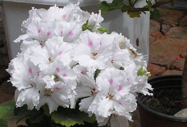 Pelargonie Mona Lisa
