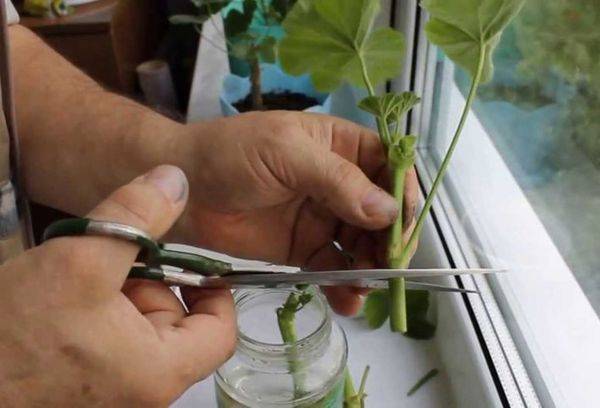 Vermehrung der Pelargonie