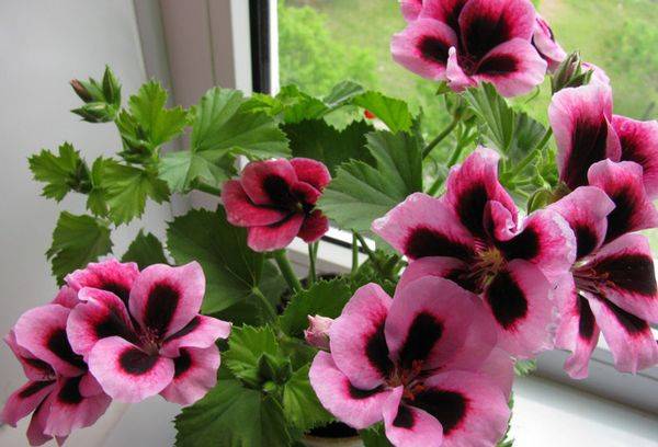 Pelargonie auf der Fensterbank