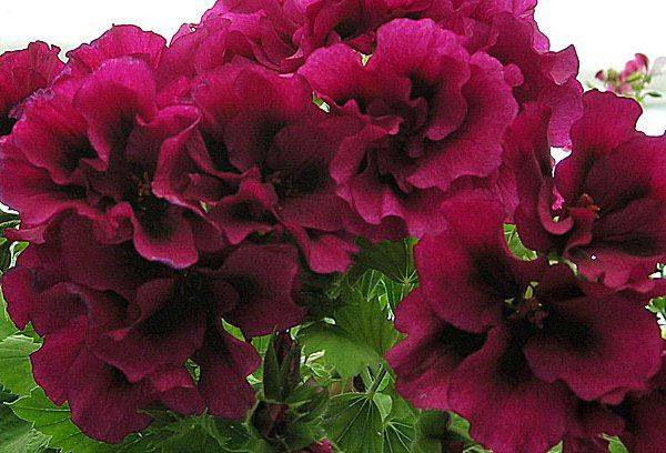 Pelargonie Aristo Schoko