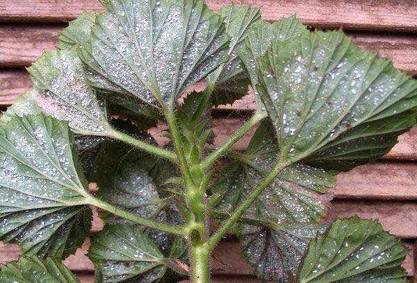 Kranke Pelargonie