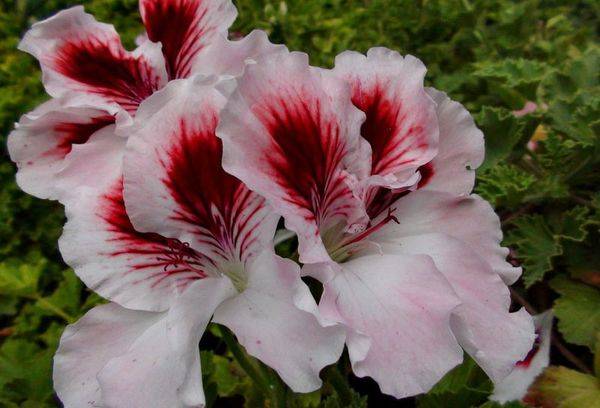 Pelargonie Nellie