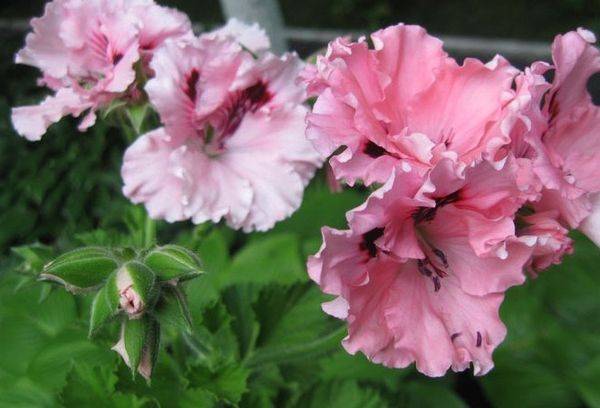 Pelargonie Carisbrooke