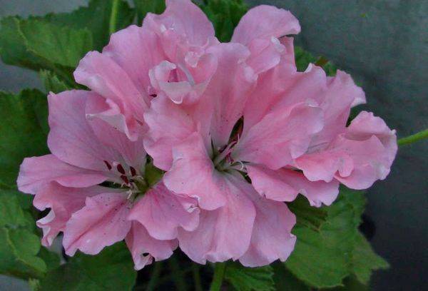 Pelargonie Pink Mikado