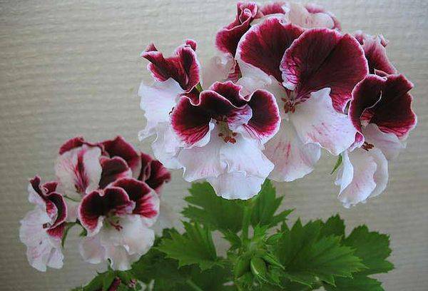Pelargonie Sally Munro
