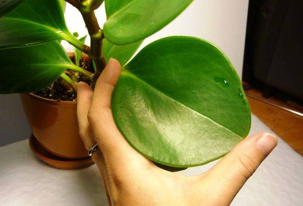Blatt der Peperomia