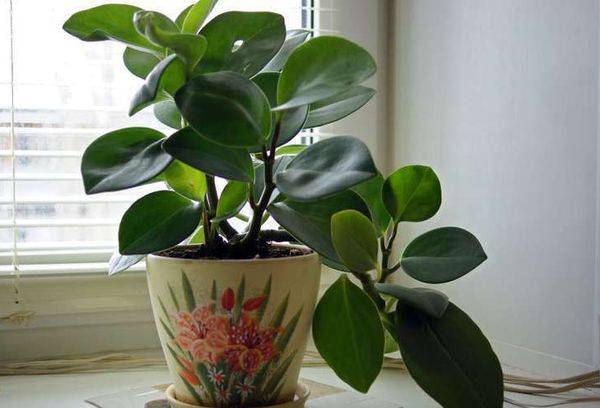 Peperomia auf der Fensterbank