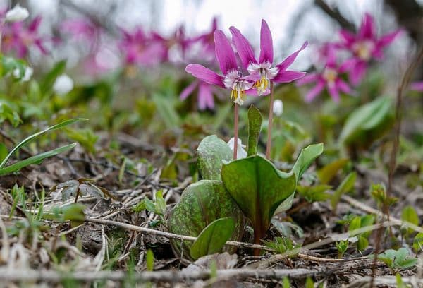 Angetrocknete Wurzeln von Blumen