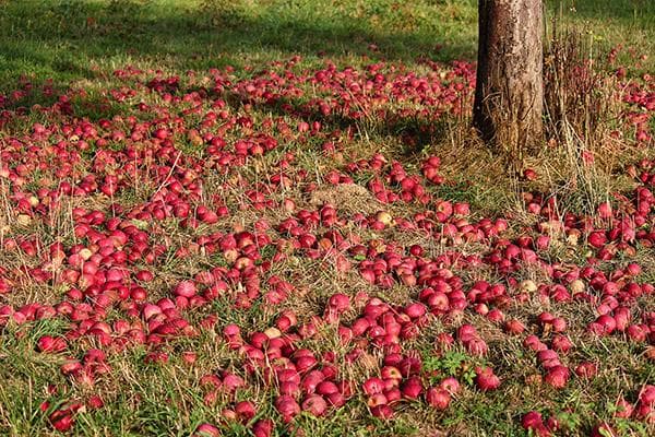 Reife Äpfel, vom Apfelbaum gefallen
