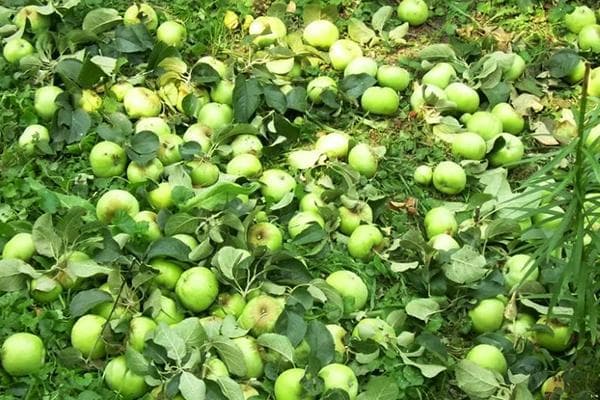 Unreife Äpfel auf dem Boden