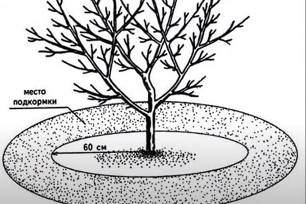 Zone zum Gießen und Düngen unter dem Apfelbaum