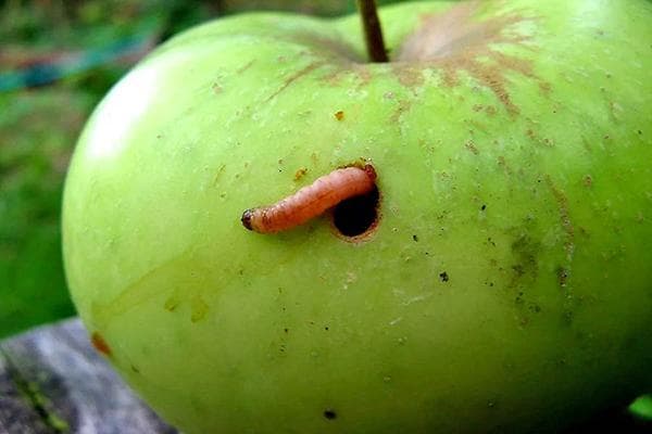 Raupe im grünen Apfel