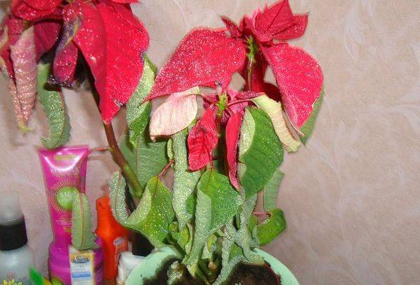Die Blume ist verwelkt