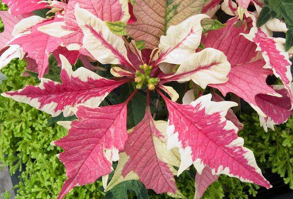 Poinsettie Strawberry and cream