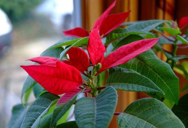 Poinsettie am Fenster