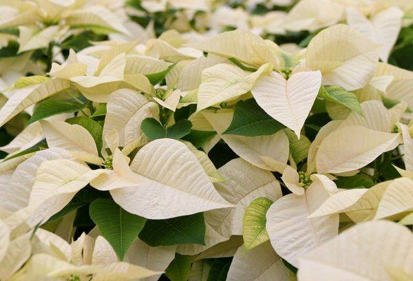 Weiße Poinsettie