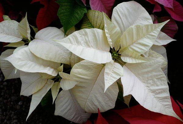 Weihnachtsstern Sonora White