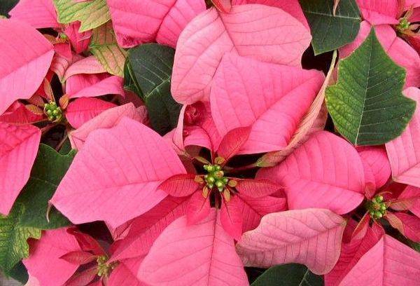 Poinsettie Sorte Carousel Pink