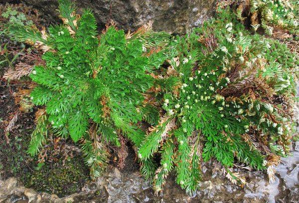 Selaginella Tscheschujelistnaja