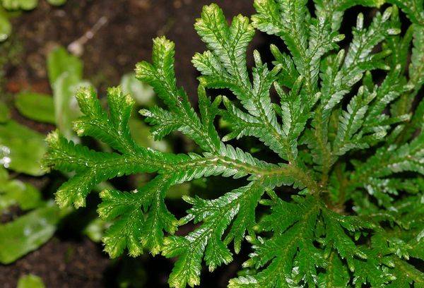 Selaginella Martensia