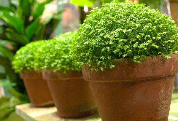 Selaginella in Töpfen