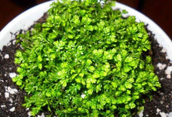 Selaginella stiellos