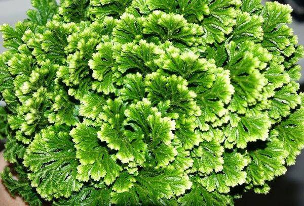 Selaginella Dschori