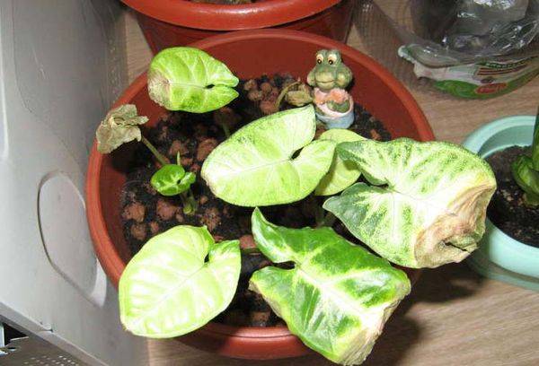 Die Blätter des Syngonium trocknen