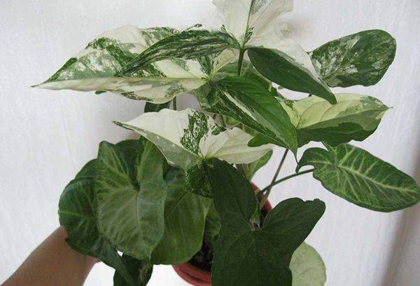 Vermehrung von Syngonium