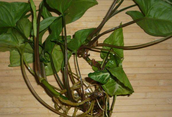 Stecklinge des Syngoniums