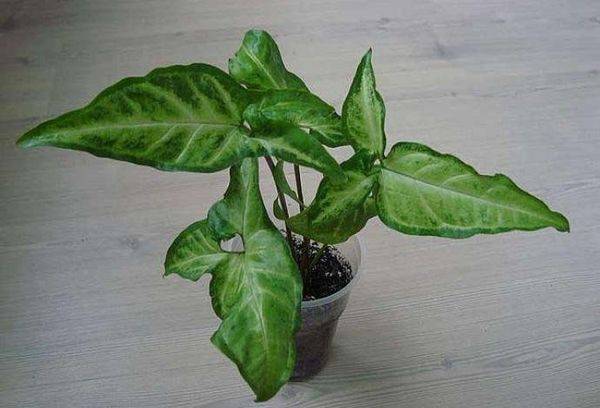 Syngonium auritum (Ohren-Syngonium)