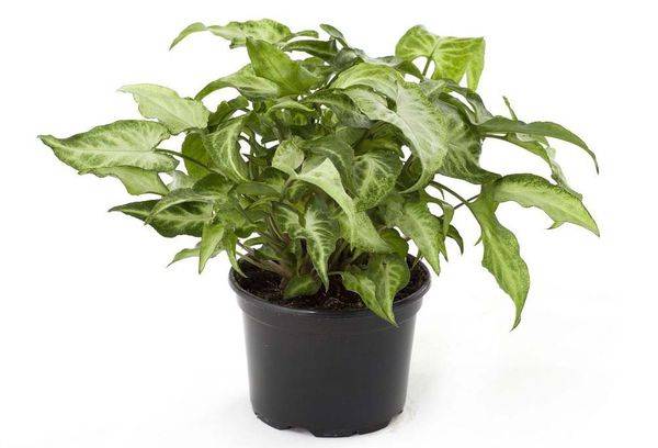Syngonium im Topf