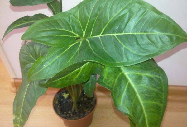 Syngonium podophyllum